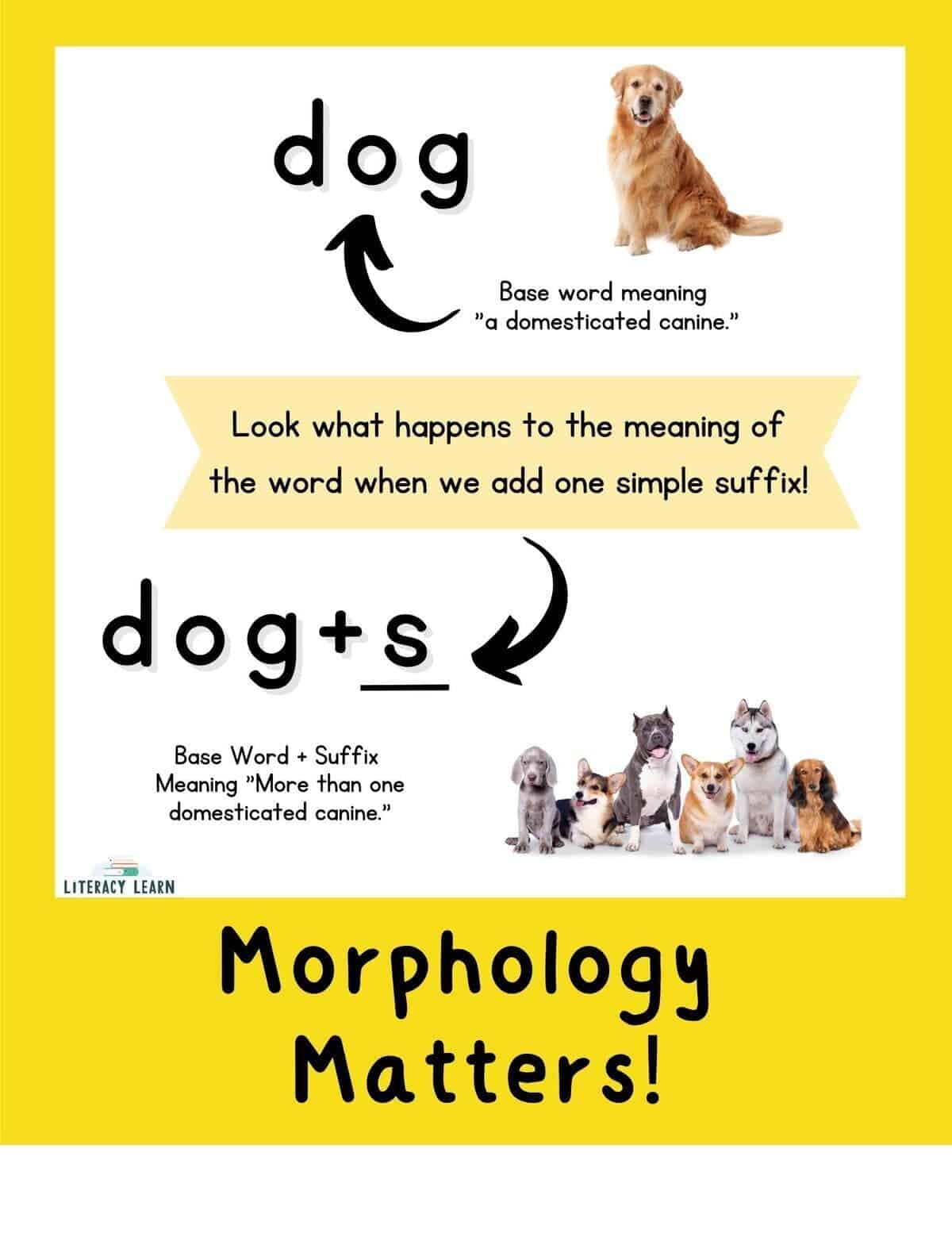 Graphic comparing the words dog/dogs with images to show why morphology matters.